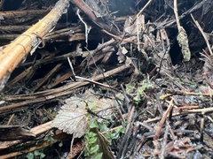 Xylaria hypoxylon