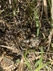 Python natalensis