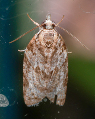 Isotenes miserana