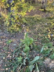 Crepis sibirica