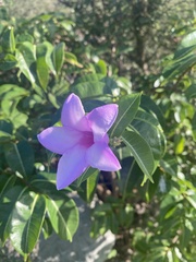 Cryptostegia madagascariensis