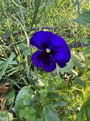Viola × wittrockiana