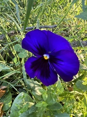 Viola × wittrockiana
