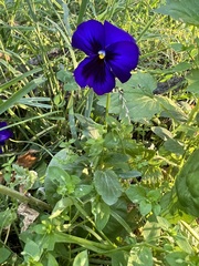 Viola × wittrockiana