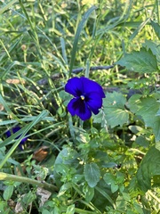 Viola × wittrockiana