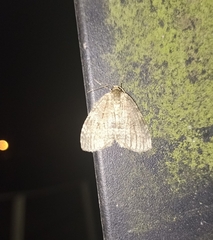 Epirrita dilutata