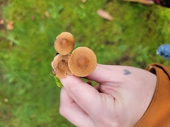 Inocybe flocculosa