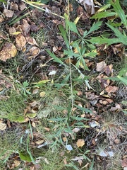 Artemisia integrifolia