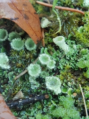 Cladonia chlorophaea