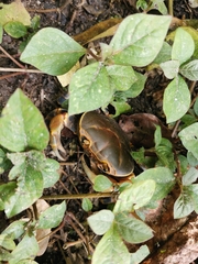 Demanietta khirikhan