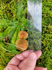 Inocybe flocculosa