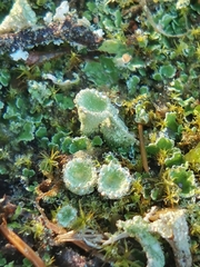 Cladonia chlorophaea