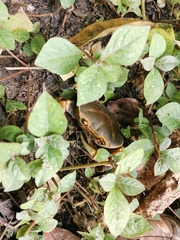 Demanietta khirikhan