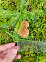 Inocybe flocculosa