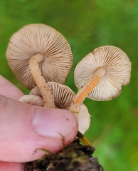 Inocybe flocculosa