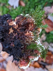 Heterobasidion annosum