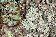 Parmeliopsis hyperopta