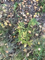 Vicia venosa baicalensis