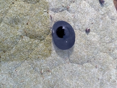 Nerita melanotragus