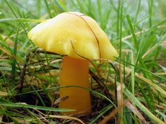 Hygrocybe quieta