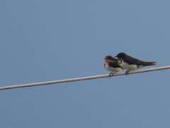 Hirundo