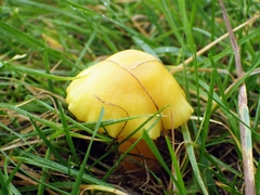 Hygrocybe quieta
