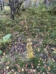 Lilium martagon pilosiusculum