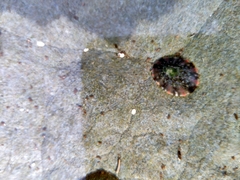 Cellana tramoserica