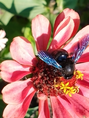 Xylocopa violacea
