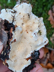 Heterobasidion annosum