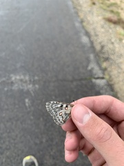 Parnassius smintheus