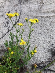 Senecio pinnatifolius