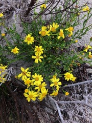 Senecio pinnatifolius