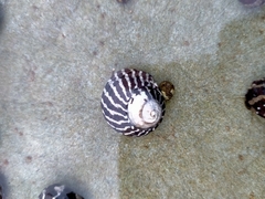 Austrocochlea porcata