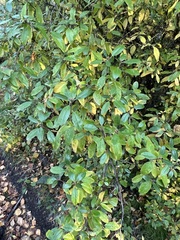 Rhododendron dauricum