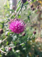 Centaurea nemoralis