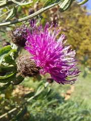 Centaurea nemoralis