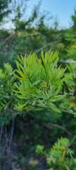 Afrocarpus falcatus