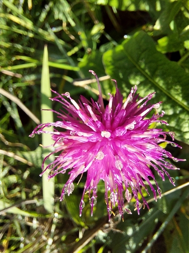 Image of Lesser Knapweed (Centaurea nemoralis) by (c) Manuel R Popp, some rights reserved (CC BY)