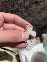 Parnassius smintheus