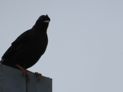 Acridotheres cristatellus