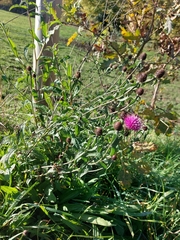 Centaurea nemoralis