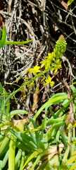 Bulbine frutescens