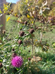 Centaurea nemoralis