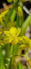 Bulbine frutescens