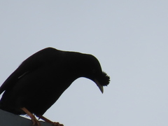 Acridotheres cristatellus