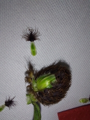Centaurea nemoralis