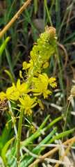 Bulbine frutescens