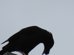 Acridotheres cristatellus