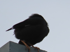 Acridotheres cristatellus